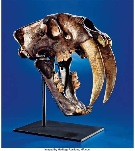 saber tooth tiger skull real.